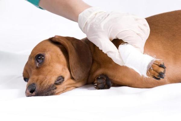 Рваные раны могут нанести серьезный урон здоровью собаки, потому залечивать их лучше под контролем ветеринара