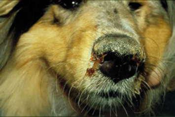 инфекционная болезни у собак, чума