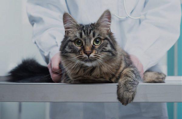кошка на смотровом столе ветеринара