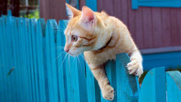 рыжий кот на синем заборе