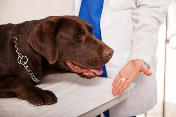 Ветеринар дает таблетку собаке