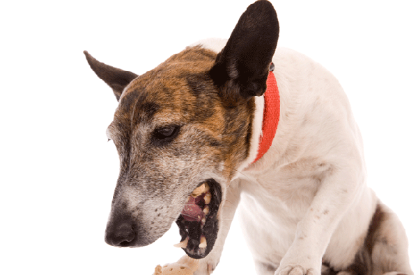Как лечить холецестит у собак