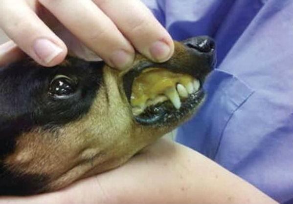Увеличенная печень у собаки. Пироплазмоз у собак слизистые. Инфекционный (вирусный) гепатит плотоядных.