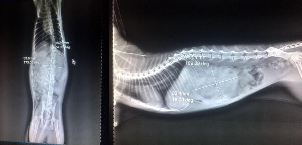 Рис. 1. Кошка. Рентгеноконтрастное инородное тело в желудке.