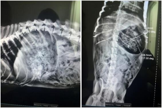 Рис. 2. Собака. Рентгеноконтрастные инородные тела в желудке.