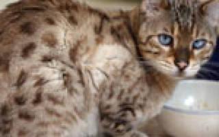 Язва у кошек симптомы и лечение