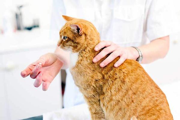 Три способа, как дать таблетку коту