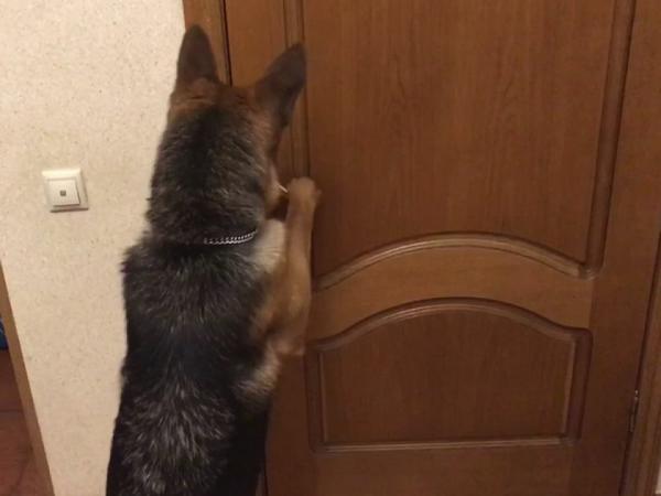 Учим собаку открывать двери