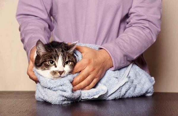 Для снижения температуры у кошки можно использовать холодный компресс