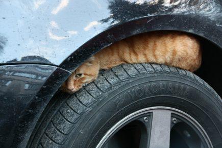 Кот прячется под крылом машины