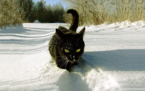 кот идет по снегу