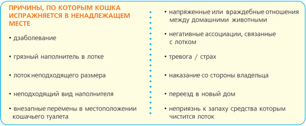 почему кошка не использует лоток