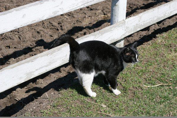 Как отучить уличных котов метить мою входную дверь?