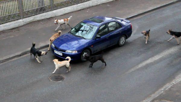 Стая собак облаивает машину