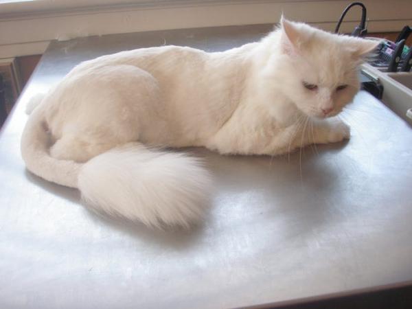 Белый кот после стрижки