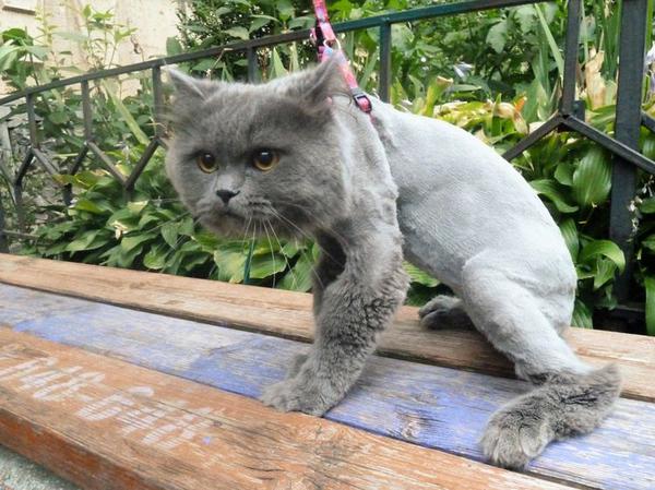 Подстриженный кот в стрессе