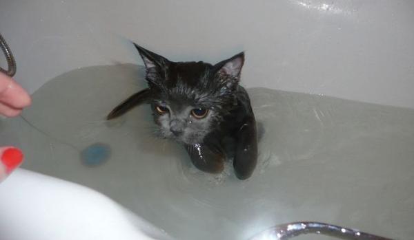 Как помыть кота в ванной