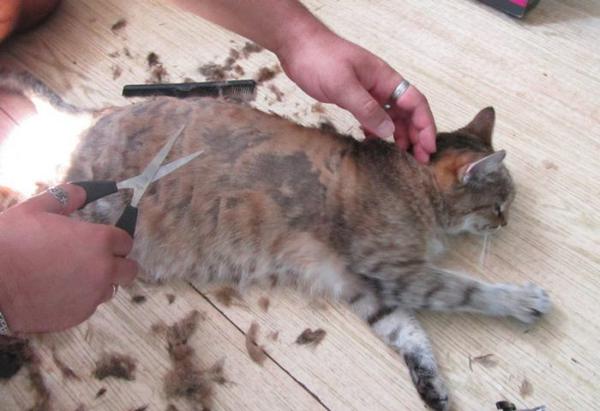 Как подстричь кота