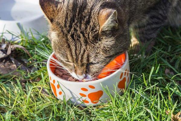 Как и чем кормить кошку - секреты правильного питания котов
