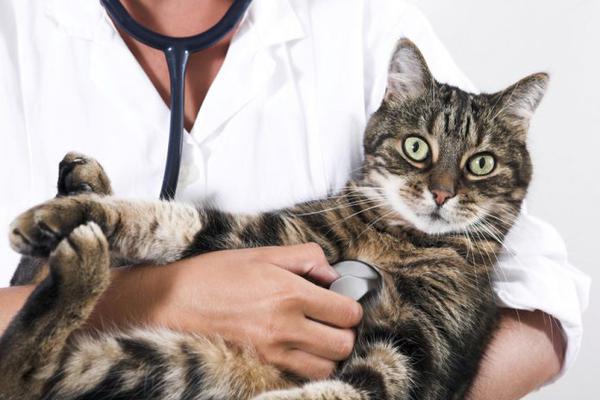 При серьезных осложнениях лучше доставить кошку к специалистам