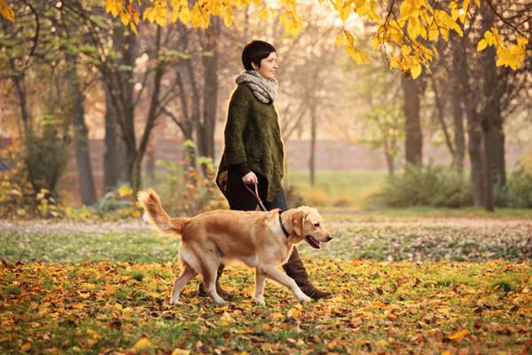 Как должен вести себя человек, гуляя с собакой?