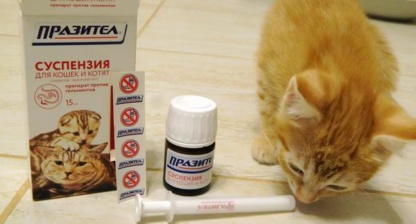 Для дегельминтизации котов важно правильно выбрать подходящий препарат 