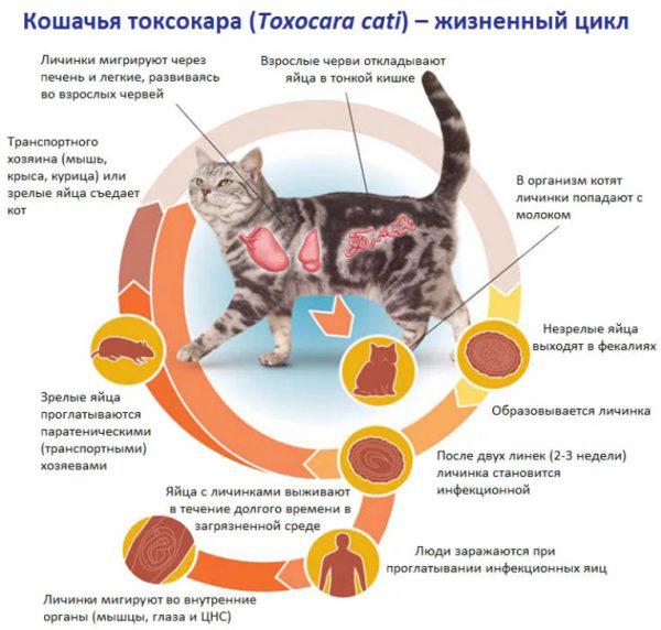 Кошачья токсокара - жизненный цикл