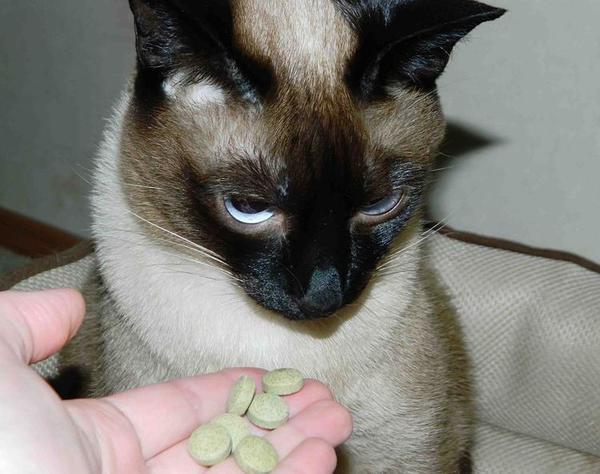 Кошка не ест лекарства