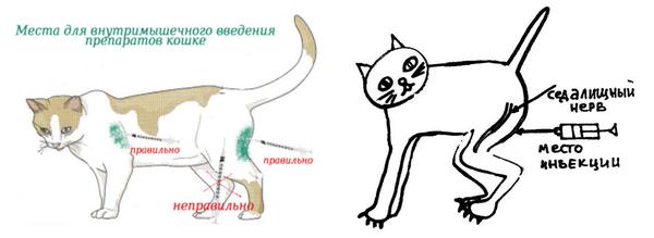 Как сделать внутримышечную инъекцию кошке самостоятельно фото