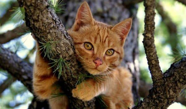 Узнайте больше о том как снять кошку с дерева