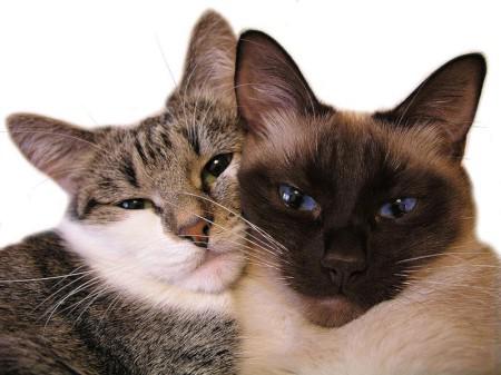Что нужно знать хозяевам о вязке кошек?