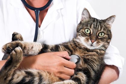 Полосатая кошка на руках человека с фонендоскопом