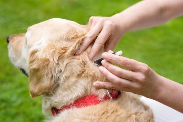 Как вывести блох у собаки - народными и лекарственными средствами