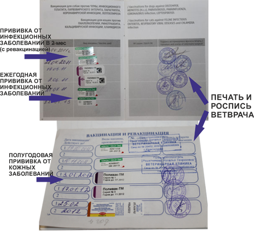 Какие прививки нужны для перелета. Ветпаспорт с прививками для собаки. Ветпаспорт для кошки с прививками.