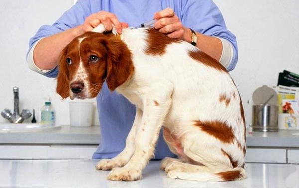 Вакцинацию должен проводить ветеринар в клинике