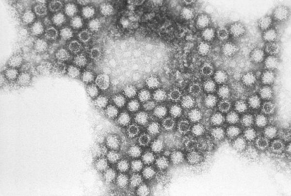 Вирус калицивироза