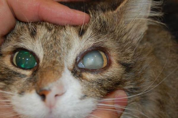 катаракты у кошек