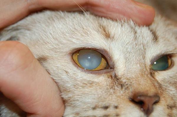 больной глаз у кота