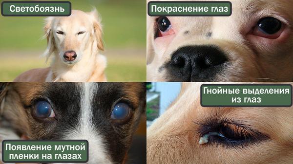 Симптомы болезни у собак