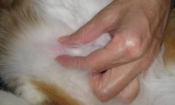 Симптомы опухоли молочной железы у кошки