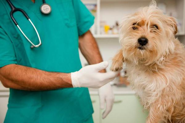 Ветеринар осматривает собаку