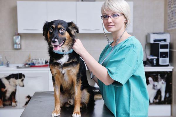 Колит у собаки: причины, симптомы, диагностика и лечение