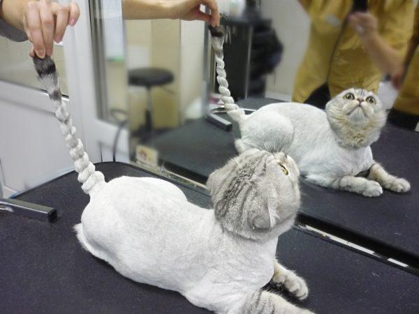 постриженный серый кот перед зеркалом