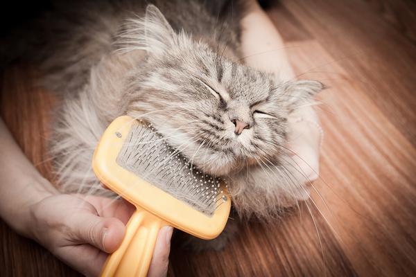 Как подстричь свалявшуюся шерсть у кошки