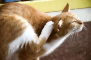 Кот чешет уши: причины и лечение