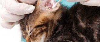 Кот чешет уши: причины и лечение
