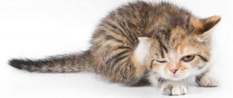Кошка расчесывает шею, голову или уши до болячек, что делать, чем лечить