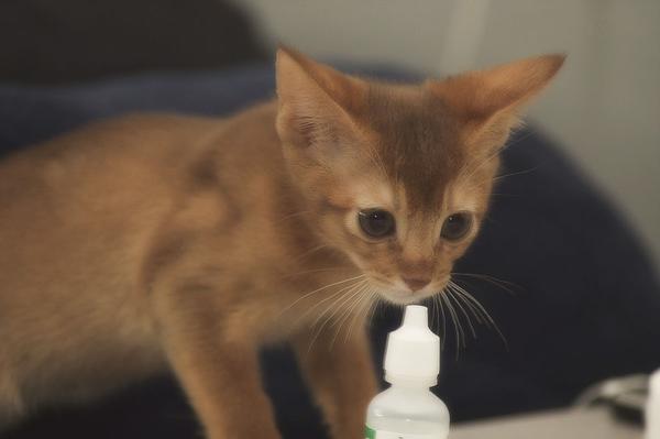 Кот чихает чем лечить в домашних условиях