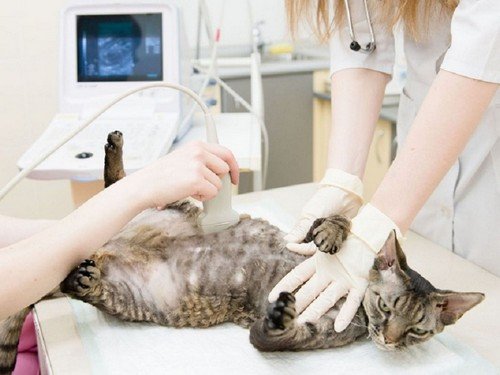 Лечение мастита у кошек