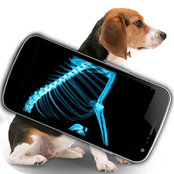 Рентген собаке